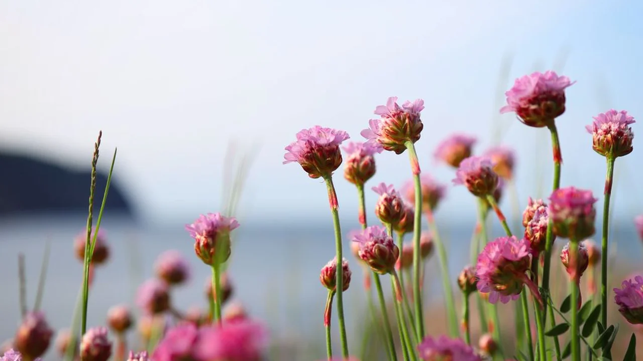 访问欧美青青草时遇到加载缓慢或无法播放怎么解决？